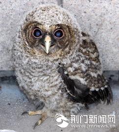 猫头鹰市中心,探寻古老城市的新活力