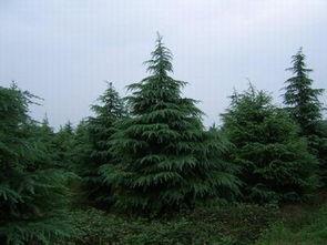 水下雪松,水下雪松的神秘世界 第2张 水下雪松,水下雪松的神秘世界 第2张