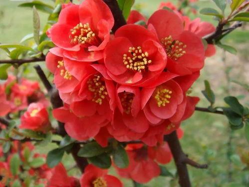 海棠花底醉三千,古韵风情话古今  第2张