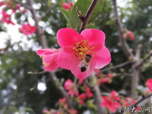 海棠花底醉三千,古韵风情话古今  第3张