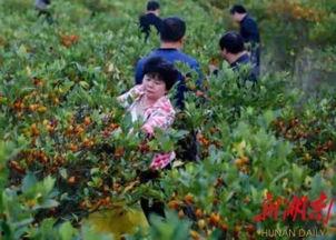京栀玉叶,探寻古都风华与自然之美的交融