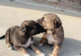 狗的生活,忠诚伙伴的日常点滴 第3张 狗的生活,忠诚伙伴的日常点滴 第3张