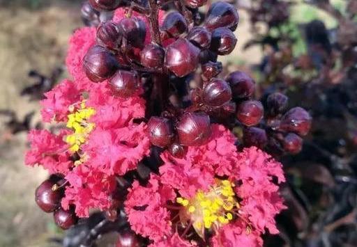 花开百日红,探寻生命之花的永恒魅力  第2张