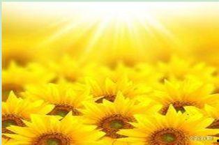 姐是病娇太阳花，谁见都要笑哈哈,她笑哈哈，谁见都心花怒放  第2张