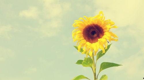 姐是病娇太阳花，谁见都要笑哈哈,她笑哈哈，谁见都心花怒放  第3张