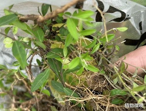 金锁匙,解锁财富与智慧的神秘钥匙  第2张