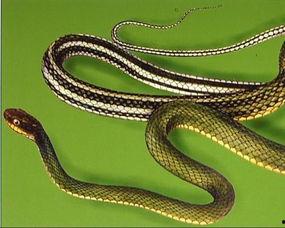 団鬼六：花蛇,花蛇——探寻神秘花蛇的传说与真相